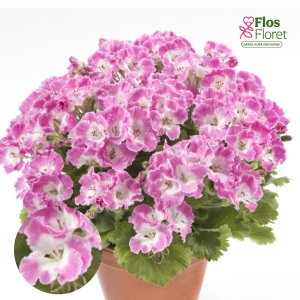 D50. Lielziedu Pelargonija - Bermuda Rose