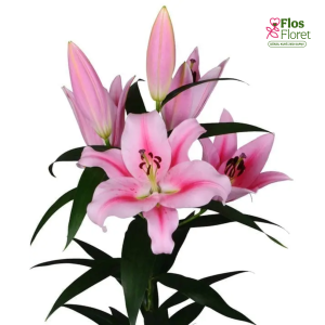 68A. - Lilija - OT FRONTERA