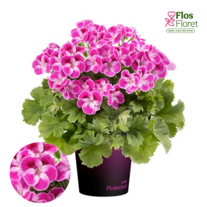 D51. Lielziedu Pelargonija - Pinkerbell