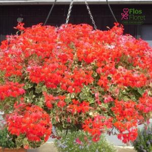 D54. Vairogveida pelargonija - Evka