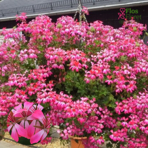 D55. Vairogveida pelargonija - Ville de Paris Bicolor (2 spr. šūnā)