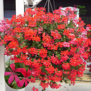 D56. Vairogveida pelargonija - Ville de Paris Dark Pink (2 spr. šūnā)