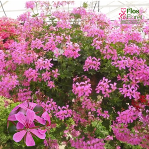 D57. Vairogveida pelargonija - Ville de Paris Lila (2 spr. šūnā)