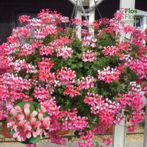 D58. Vairogveida pelargonija - Ville de Paris Rose (2 spr. šūnā)