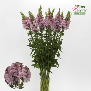 E66. Lielā lauvmutīte - Potomac Lavender