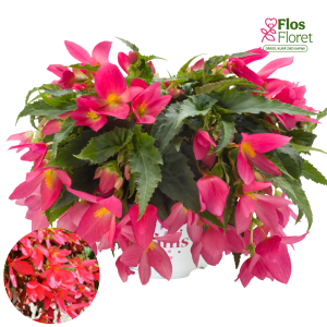 C7. Begonija - Beauvilia Hot Pink