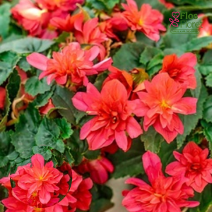 D83. Vairogveida pelargonija - Happy Face Apricot