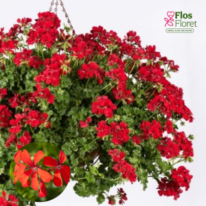 D59. Vairogveida pelargonija - Ville de Paris Rot (2 spr. šūnā)