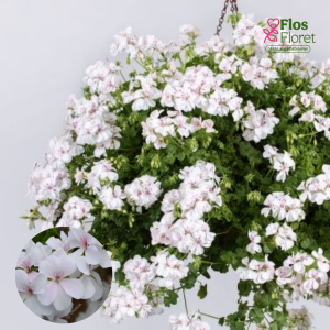 D60. Vairogveida pelargonija - Ville de Paris White