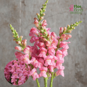 E68. Lielā lauvmutīte - Potomac Pink