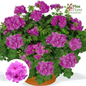 D61. Vairogveida pelargonija - Amethyst