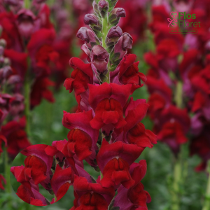 E69. Lielā lauvmutīte - Potomac Red