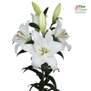 79A. - Lilija - OT LE PRISTINE