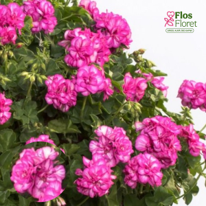 D62. Vairogveida pelargonija - Amy