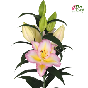 Lilija OR CAPTAIN TRICOLORE