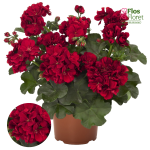 D64. Vairogveida pelargonija - Atlantic Dark Red