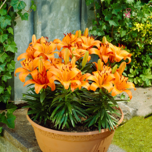 36A. - Lilija - PODU - Abbeville’s Pride