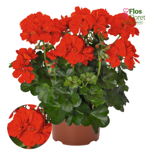 D65. Vairogveida pelargonija - Atlantic Fire