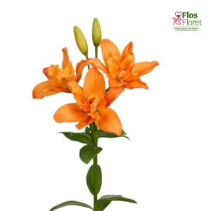 45A. - Lilija - LA BUTTERFLY SPARKLE DEUCE