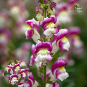 E74. Lielā lauvmutīte - Twist Cherry