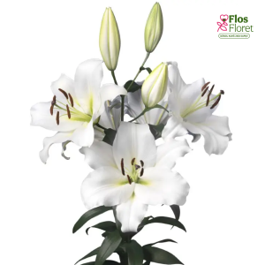 69A. - Lilija - OT MARTINE