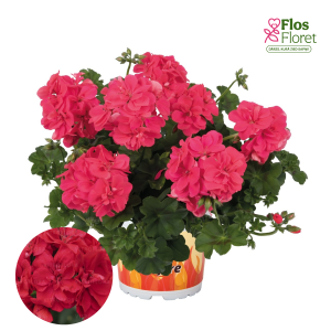 D67. Vairogveida pelargonija - Atlantic Melon (Great Balls of Fire Melon)