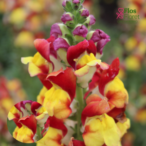 E75. Lielā lauvmutīte - Twist Mango