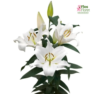 71A. - Lilija - OT ZAMBESI 