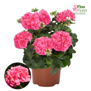 D68. Vairogveida pelargonija - Atlantic Pink (Great Balls of Fire Pink)