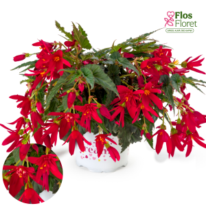 C8. Begonija - Beauvilia Red