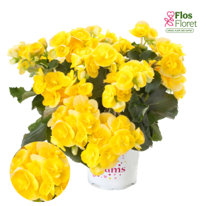 C79. Begonija, solēnija - Ilona Collection Blitz