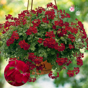 D84. Vairogveida pelargonija - Happy Face Dark Red