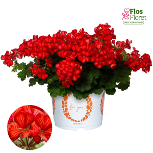 D75. Vairogveida pelargonija - Grand Idols Glory Days Red Orange Bicolor