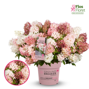 Skarainā hortenzija - Groundbreaker Blush