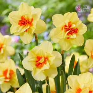 Narcise - DOUBLE FASHION