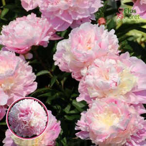 Peonija - Celeste Goudly Chestine Gowdy