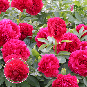 RPA60_Peonija - Carol