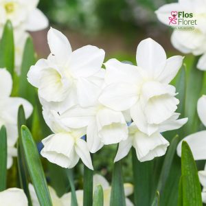 Narcise - HUNTER MORN