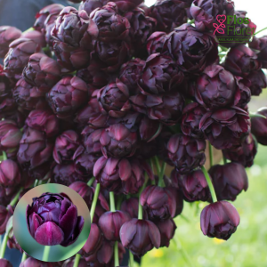 BR156. Tulpe - BLACK HERO