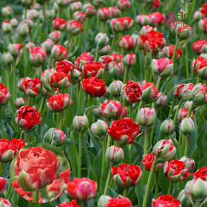 BR158. Tulpe - BOMBASTIC RED