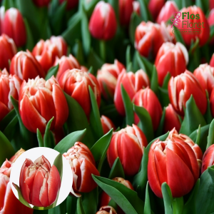 BR164. Tulpe - CONCORDE