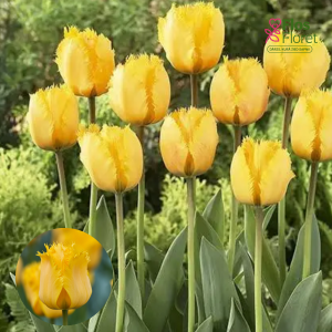 BR165. Tulpe - CRYSTAL STAR