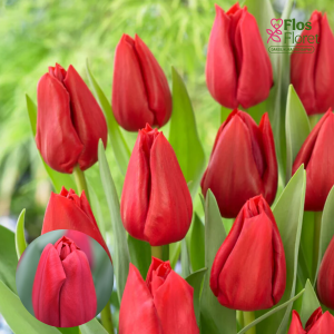 BR166. Tulpe - CURRY