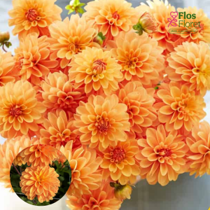 PV25. Dārza dālija - Bazuin® Bright Orange (gums)