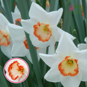 BR25. Narcise - AUDUBON