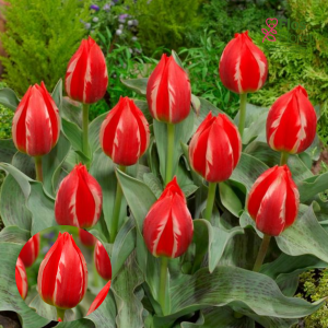 BR173. Tulpe - FRIENDLY FIRE