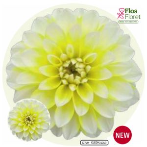 K39. Dārza dālija - Garden Surya