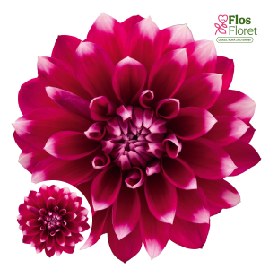 K40. Dārza dālija - Garden Desna	