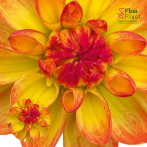 K42. Dārza dālija - Garden Saira