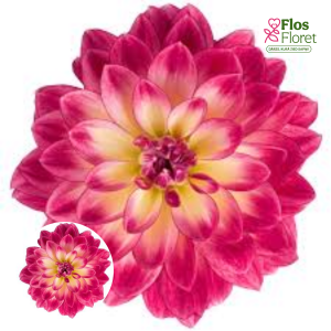 K45. Dārza dālija - Midi Malta